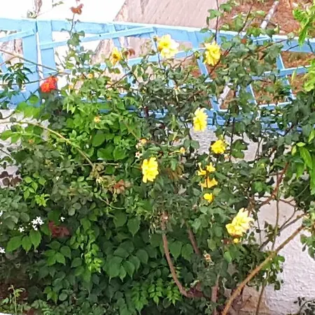 Apartmán Giorgia Lodging Páros